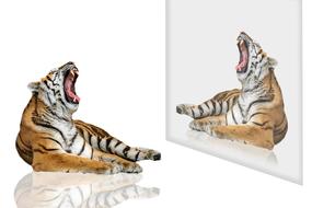 Tiger Of Bengal Animal graphics
