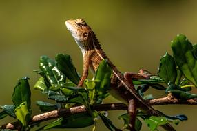 Chameleon Animal Lizard