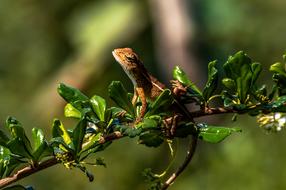 Chameleon Animal Lizard