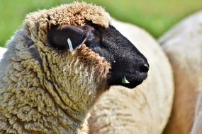Sheep Sheepshead Livestock Herd