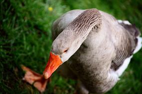 Goose Domestic Animal