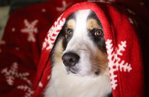 Dog Truffle Portrait Domestic