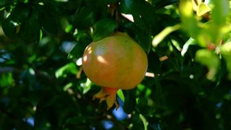 delicious pomegranate on a tree