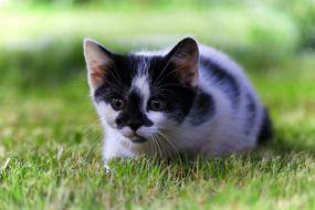 Cat Grass Kitten