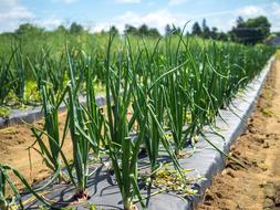 onion sprouts in the vegetable garden