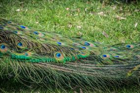 Peacock Feather Bird