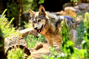 Wolf Animal Mammal