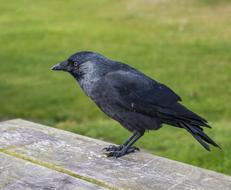 Jackdaw Songbird Raven Bird