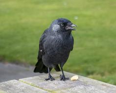 Jackdaw Songbird Raven Bird