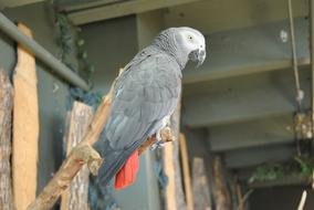 gray great parrot