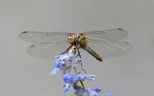 Animal Insect Dragonfly
