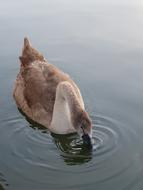 Swan Animal Children Water