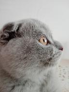 Cat Scottish Fold Lilac Public