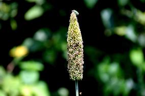 Grass Insect Nature