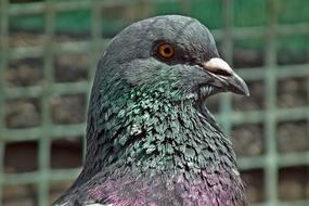 Dove Bird King