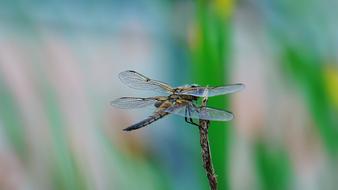 Dragonfly Animal Nature