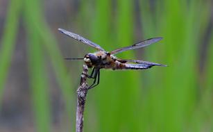 Dragonfly Animal Nature