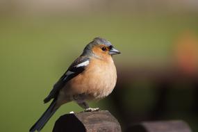 Bird Chair Nature