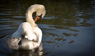 Swan Elegant Noble