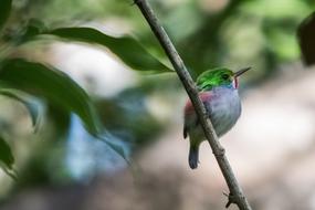 Cuba Matanzas Cienaga De Zapata