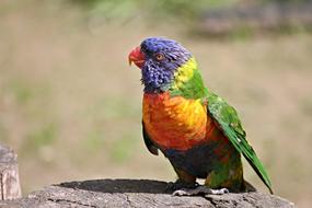 Parrot Lorikeet Trichoglossus