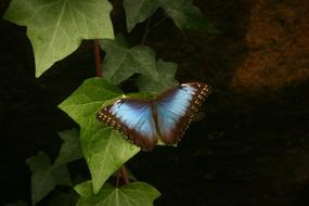 Morpho Butterfly Blue