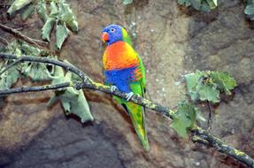 Parrot Parakeet Bird