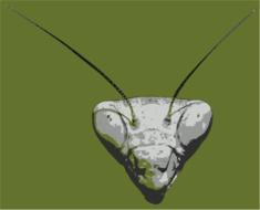 insect antenna animal disjunct
