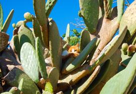 Cat Cactus Animals