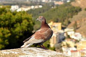 Pigeon Animal Nature