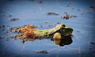 Frog Pond Animal Water