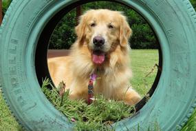Golden Retriever Tire Dog
