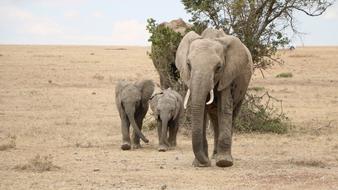 Safari Elephant Mammal