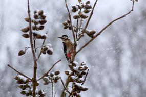 bird sitting on branches