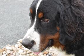 Dog Adorable Cute