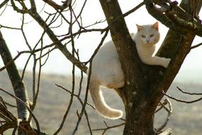 white cat in a tree