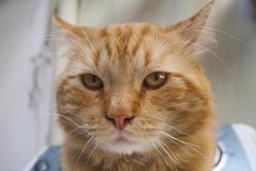 Pet Cat Domestic