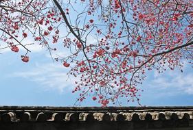 red peonies on trees are beautiful