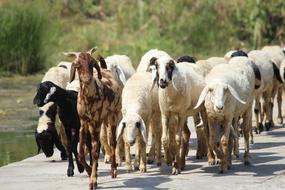 goats walking down the road