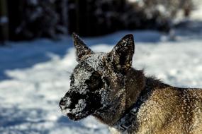 Dog Winter Icing