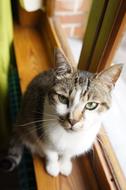 picture of the cat from above