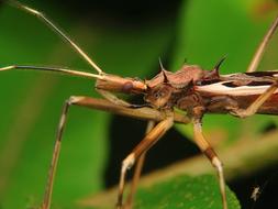 Assassin Bug Wheel