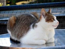 tree colored Cat View
