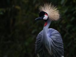 Bird Animal World