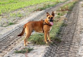 Dog Spacer Lane