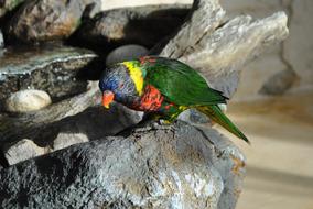 Bird Nature Animal