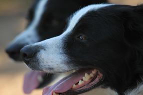Dog Canine Mammal