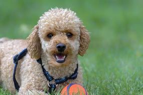 Poodle Dog Pet