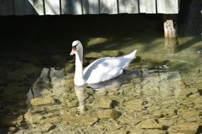 Swan Bird Waterfowl