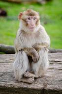Macaque Barbary Monkey
